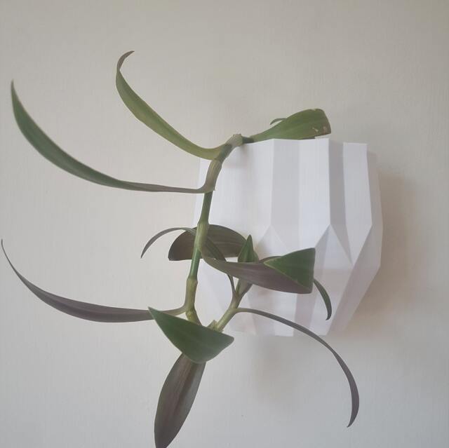 The Arizona Wall Planter, Mounted Plant Pot For Vertical Garden Display - image 1