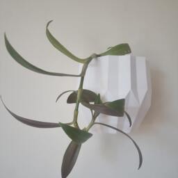 The Arizona Wall Planter, Mounted Plant Pot For Vertical Garden Display - thumbnail 1