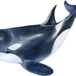 Killer Whale Wall Decal Ocean Sea Life Removable Fabric Sticker - thumbnail 2