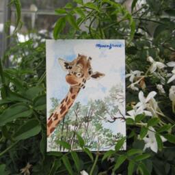 A Fabulous Day, Limited Edition, Wildlife Art Print - thumbnail 2