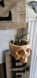 Skull Hanging Planter For Indoor Or Outdoor Succulent Small Plant Halloween Decor Skeleton Scary Ghost Pot Brain - thumbnail 3