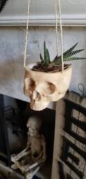 Skull Hanging Planter For Indoor Or Outdoor Succulent Small Plant Halloween Decor Skeleton Scary Ghost Pot Brain - thumbnail 1