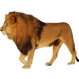 Lion Wall Art Decal Animal Peel & Stick Vinyl Sticker - Vwaq Pas1 - thumbnail 2