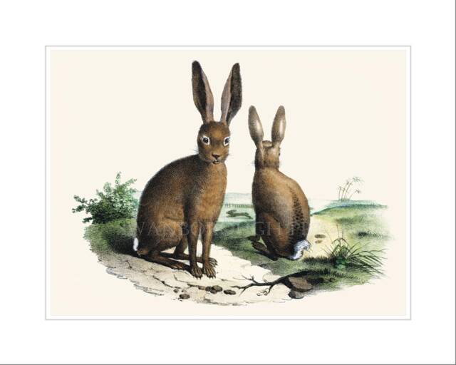 Hare Print, Two Hares Sitting, Countryside Wildlife Wall Art - image 1