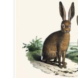 Hare Print, Two Hares Sitting, Countryside Wildlife Wall Art - thumbnail 3