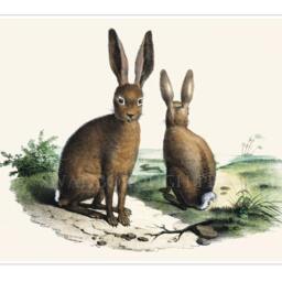 Hare Print, Two Hares Sitting, Countryside Wildlife Wall Art - thumbnail 2