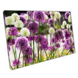 Elegant Purple & White Allium Floral Canvas Print German Garden Wall Art For Home Office Decor - thumbnail 1