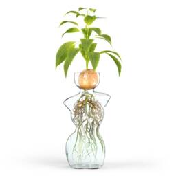 Woman Body Form Glass Vase Unique Plant Propagation Decor
