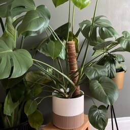 Two Tone Wood Plant Planter, Color Block Large Pot, Boho Decor - Up To 10 - thumbnail 3
