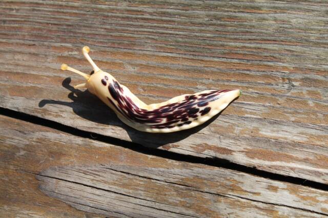 Spotted Slug Glass Sculpture Glass Slug Lampwork Glass Animals Handcrafted Snail - image 1