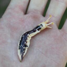 Spotted Slug Glass Sculpture Glass Slug Lampwork Glass Animals Handcrafted Snail - thumbnail 3