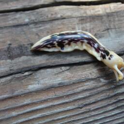 Spotted Slug Glass Sculpture Glass Slug Lampwork Glass Animals Handcrafted Snail - thumbnail 2