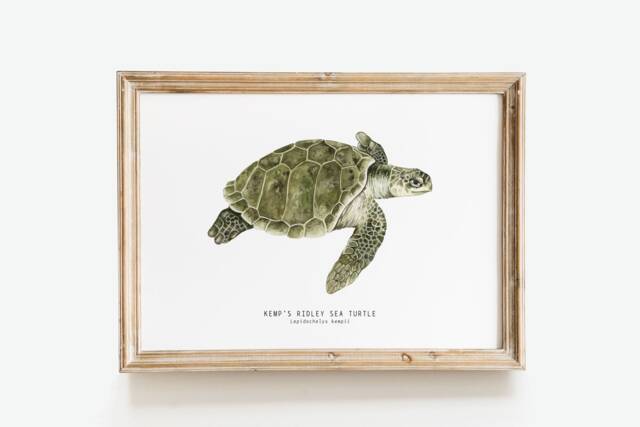 Kemp's Ridley Sea Turtle Print - Lepidochelys Kempii Watercolor Art Turtles, Ocean Lover Wall D??cor Nursery, Living Room Girls Gifts - image 1