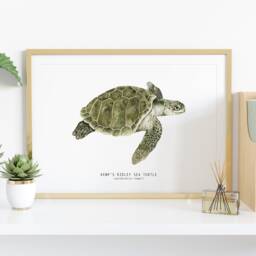 Kemp's Ridley Sea Turtle Print - Lepidochelys Kempii Watercolor Art Turtles, Ocean Lover Wall D??cor Nursery, Living Room Girls Gifts - thumbnail 2