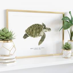 Kemp's Ridley Sea Turtle Print - Lepidochelys Kempii Watercolor Art Turtles, Ocean Lover Wall D??cor Nursery, Living Room Girls Gifts - thumbnail 3