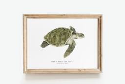 Kemp's Ridley Sea Turtle Print - Lepidochelys Kempii Watercolor Art Turtles, Ocean Lover Wall D??cor Nursery, Living Room Girls Gifts - thumbnail 1