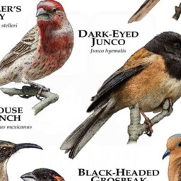 Backyard Birds Of The Bay Area - Signed By Artist - thumbnail 3