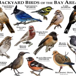 Backyard Birds Of The Bay Area - Signed By Artist - thumbnail 2