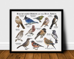 Backyard Birds Of The Bay Area - Signed By Artist - thumbnail 1
