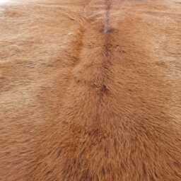 Gorgeous Xxl Cowhide Rug Peau De Vache Cow Hide - thumbnail 3