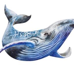 Humpback Whale Wall Decal Ocean Sea Life Removable Fabric Sticker - thumbnail 3