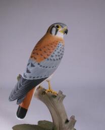 9.5 Inch American Kestrel Male Hand Carved Wooden Bird Carving - thumbnail 4
