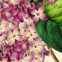 Lilacs, Spring Flowers, Bugs, Insects, Natural History, 1860S, Botanical, Garden Lover, Vintage Art, Antique Image, Wall Hanging - thumbnail 2