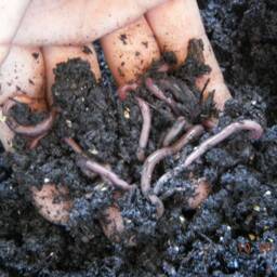 Build Your Worm Farm - thumbnail 2