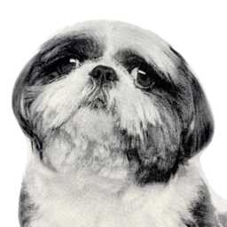 Shih Tzu Pillow, Contour Shaped, Black & White Silkscreen Printed Throw Perfect Gift For Dog Lovers - thumbnail 3