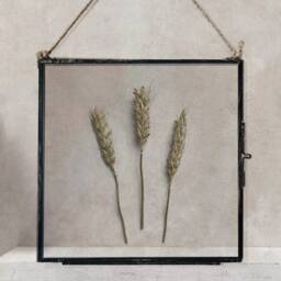 Dried Wheat in Hanging Glass Frame, Pressed Flower Framed Herbarium, Home Decor Wall Art, Housewarming Gift For Best Friend - thumbnail 3