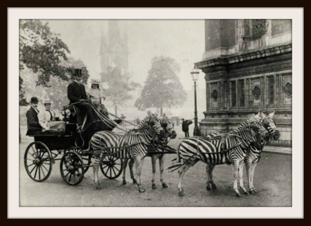 Vintage Historic Reproduction Photo Zebra Drawn Carriage Unframed - image 1