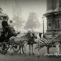 Vintage Historic Reproduction Photo Zebra Drawn Carriage Unframed - thumbnail 3