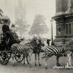 Vintage Historic Reproduction Photo Zebra Drawn Carriage Unframed - thumbnail 2