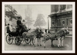 Vintage Historic Reproduction Photo Zebra Drawn Carriage Unframed - thumbnail 1