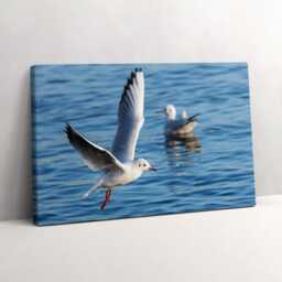 Seagulls in Gdynia Canvas, Wall Art Picture, Blue Decoration, Nature Canvas - thumbnail 2