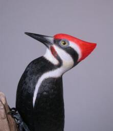 8 Inches Pileated Woodpecker Wood Bird Carving - thumbnail 4