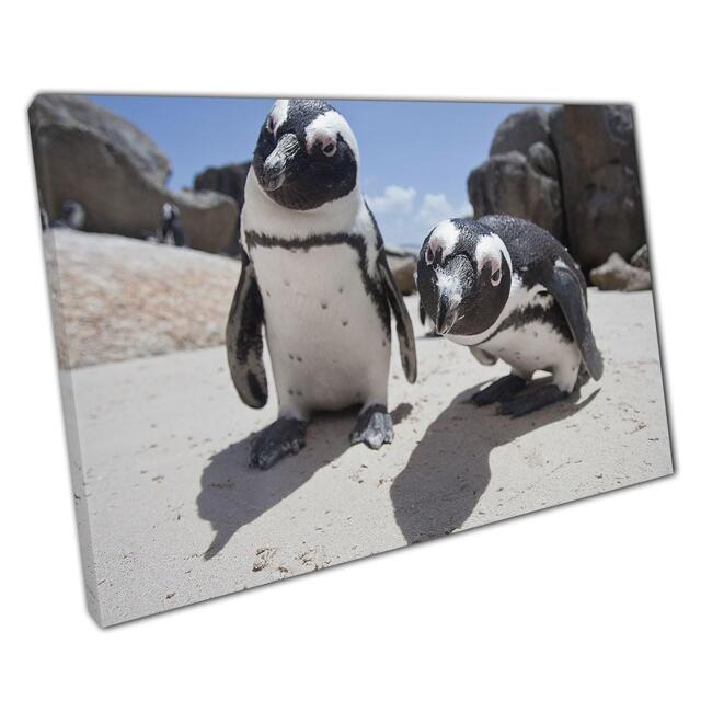 Curious African Penguins Canvas Wildlife Photography Wall Art For Home & Office Decor - image 1