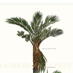 Palm Tree Wall Art Print Tropical Coastal Home Decor - thumbnail 3