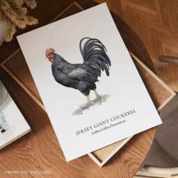 Jersey Giant Cockerel Wall Art Print, Home Decor, Bird Gifts, Chicken Illustrations - thumbnail 2