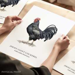Jersey Giant Cockerel Wall Art Print, Home Decor, Bird Gifts, Chicken Illustrations - thumbnail 1