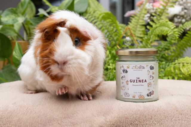 The Guinea Pig Scented Soy Wax Vegan Hand Poured Jar Candle - image 1