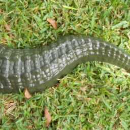 3Pc Alligator Statue 48 Inches - thumbnail 4