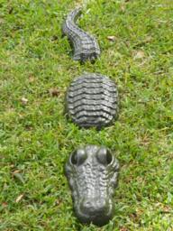 3Pc Alligator Statue 48 Inches