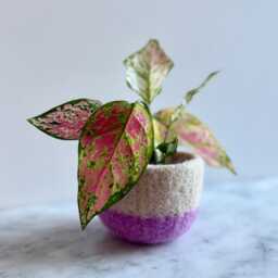 Beige & Pink Felted Wool Planter By The Felterie - thumbnail 3