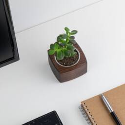 Selling Out - 40% Off Limited Stock Wooden Mini Succulent Planter Pot For Smaller Plants & Cacti - thumbnail 4