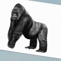 Black & White Silverback Gorilla Art // Hand Drawn Gorilla A4 Art Print, Wall Decor, Colourful Animal Art, Wildlife Conservation Gift - thumbnail 2