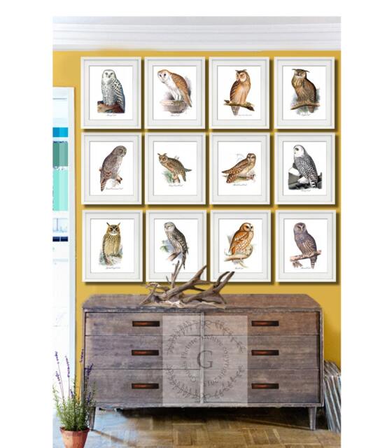 Owl Wall Decor Set Of 12 Prints, Art, Nursery Decor, Brown, Orange, Living Room - image 1