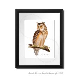 Owl Wall Decor Set Of 12 Prints, Art, Nursery Decor, Brown, Orange, Living Room - thumbnail 2