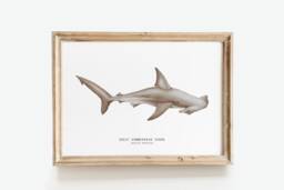 Great Hammerhead Shark Watercolor Art Print - Oceanic Theme Watercolour Painting Home Living Room D??cor Sphyrna Mokarran Gift - thumbnail 1