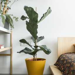 Ototo.10 Bed With A Headboard, Plywood Bed, Minimalist Scandinavian Bed - thumbnail 4